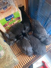 Conigli testa di leone