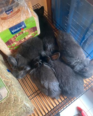 Conigli testa di leone