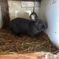 Maschio papillon blu