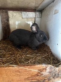 Maschio papillon blu