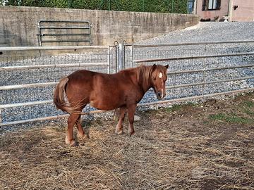 Pony femmina