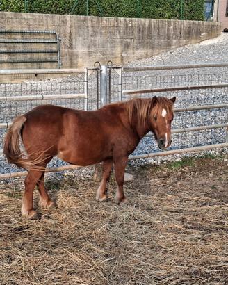 Pony femmina