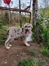 Cucciola Pastore Australiano - Blue Merle