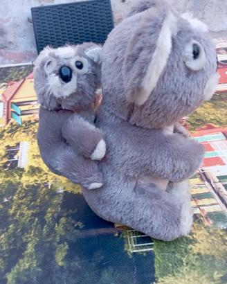 Koala 