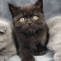 Cucciolo di scottish total black
