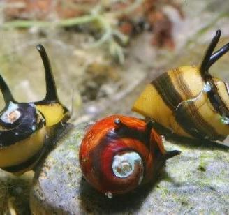 Clithon corona lumache acquario