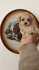 Maltipoo