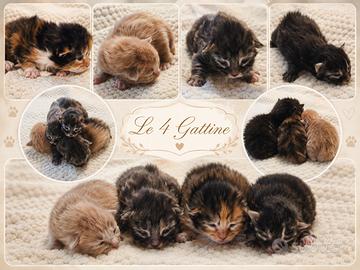 MaineCoon XXL Pedigree