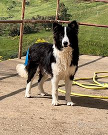 Cucciolo border collie