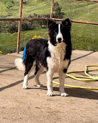 Cucciolo border collie