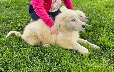 Pastore maremmano/abruzzese