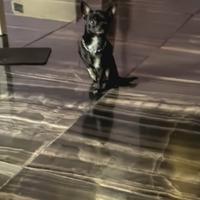 Cher chihuahua mini Toy con pedigree