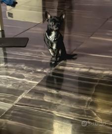 Cher chihuahua mini Toy con pedigree