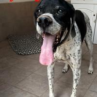 DJANGO adorabile cane da adottare