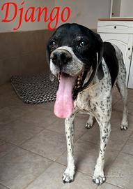 DJANGO adorabile cane da adottare
