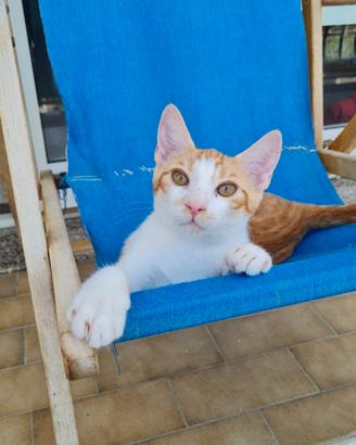 Gattino in adozione 