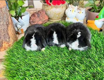 Ariete Nano Mini Lop