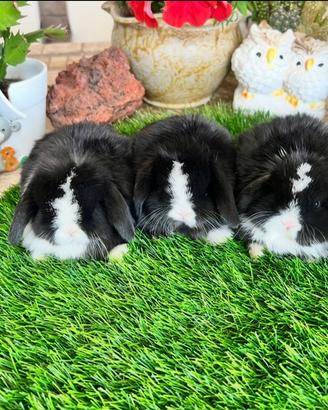 Ariete Nano Mini Lop