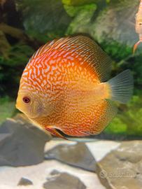 Pesce discus