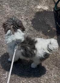 Cucciolo di shitzu