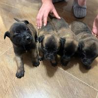 Maschi e femmine pastore Belga Malinois