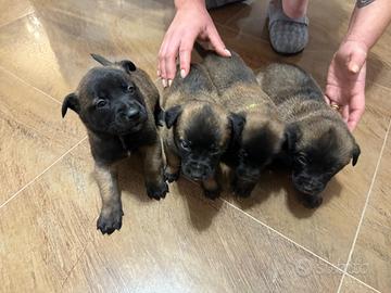 Maschi e femmine pastore Belga Malinois