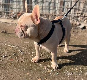 bulldog francese 