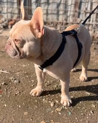 bulldog francese 