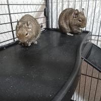 Degu del cile