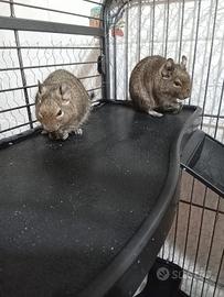 Degu del cile