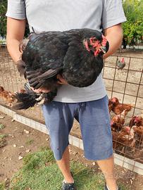 Gallina brahma gigante