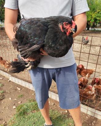 Gallina brahma gigante