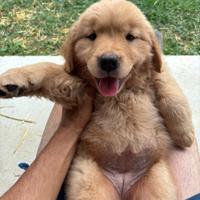 Cuccioli Golden retriever americano