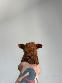 Barboncino mini Toy