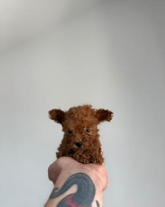 Barboncino mini Toy