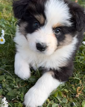 Cuccioli Border Collie con pedigree