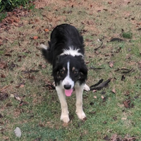 Cucciolo Border Collie