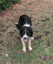 Cucciolo Border Collie