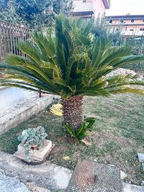Cycas e magnolia