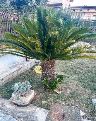 Cycas e magnolia