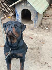 Rottweiler per monta