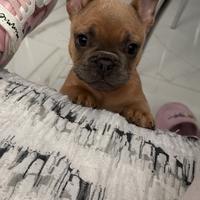 Bulldog francese