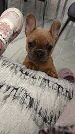 Bulldog francese