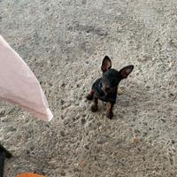 Pinscher