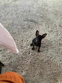 Pinscher