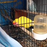 Coppia Inseparabili Produttivi Allevato A Mano