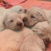 Cuccioli Golden Retriever lnglese con pedigree