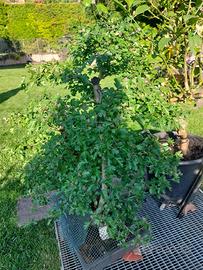 Bonsai biancospino