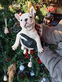 Bulldog francese