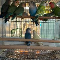 Pappagalli inseparabili roseicollis